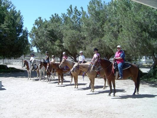 Great lesson horses