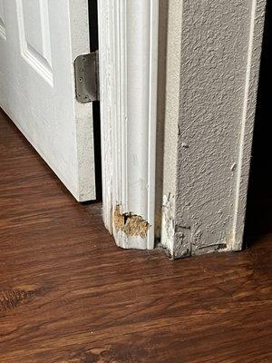 Chewed door frames