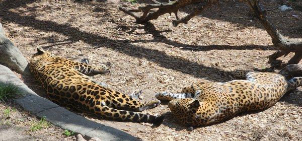 Sleeping jaguars