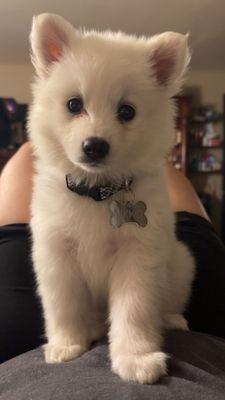 NiKKo American Eskimo Patient