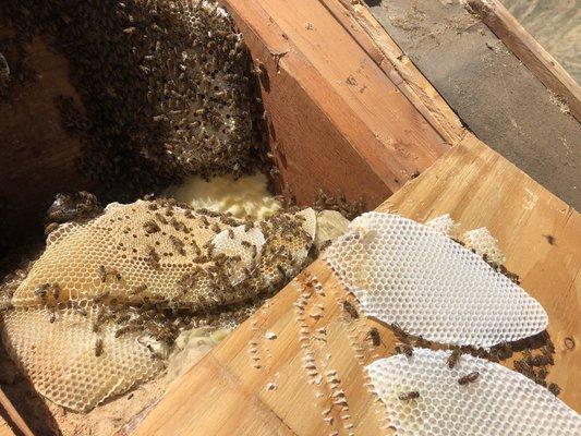 Bee Hive inside of rooftop