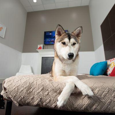 Want a tour to see where your pup will be staying? Stop by any day between 10 AM and 6 PM, no reservation needed.