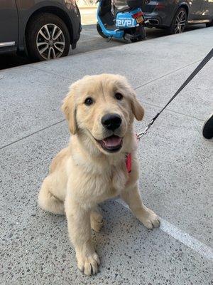 Our pup on her way back from the Dog Institute.