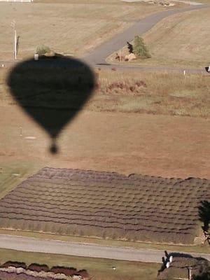 Morning Star Balloon