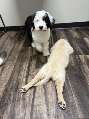 My pup with one of the vet's pups!