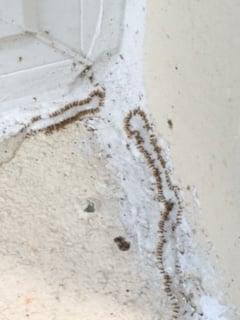 Ghost Ants Feeding On Bait