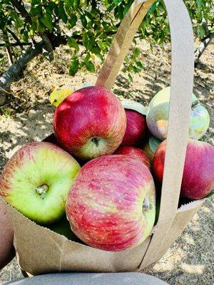 A variety of apples in the bag