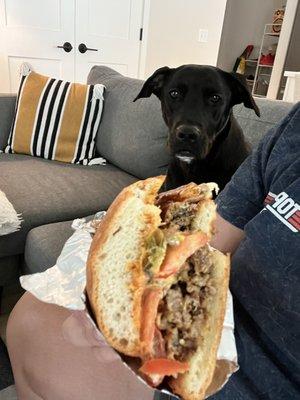 My dog eyeballing my Tortas