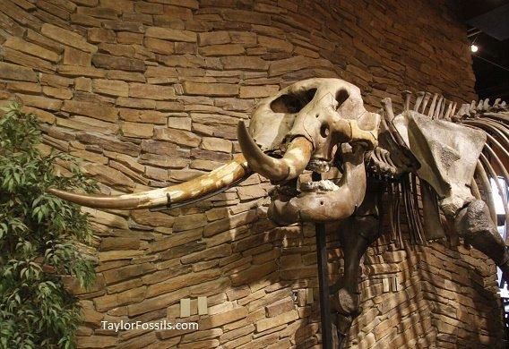 Mastodon fossil skeleton for sale