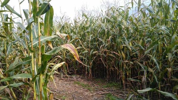 Great corn maze!