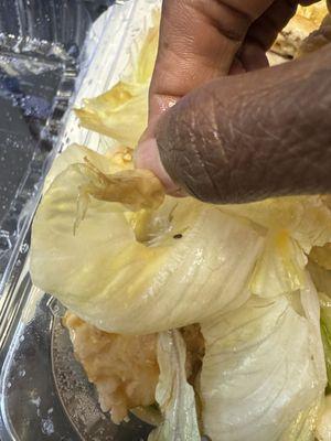 Brown slimy edges on lettuce.