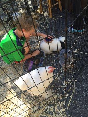 Little Explorers Petting Zoo @Los Altos Fall Festival