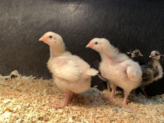 The "Easter Egger" layer chicks I was sold, now a little over a week and a half old and very obviously broilers.