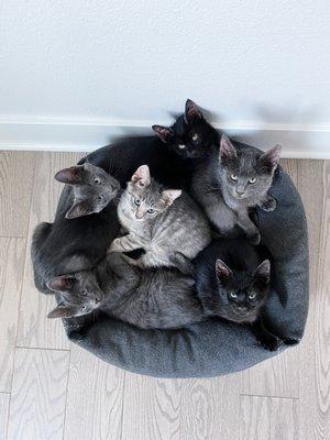 Clover, Juniper, Moss, Maple, Fern, and Ivy, stray kittens rescued by NWAC from a farm in Yamjill by in 2020