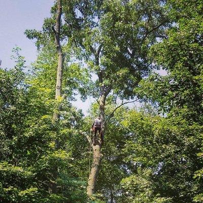 Removal of 50ft oak tree