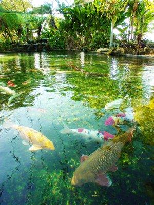 Fancy Japanese Koi & Cichlids.