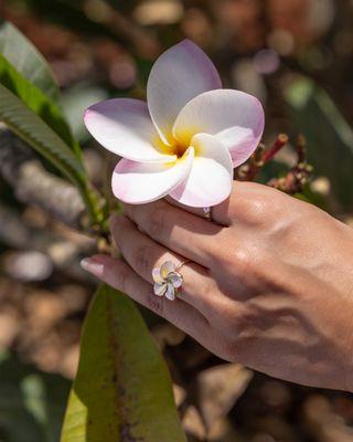 Plumeria Collection