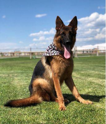 Meet Max!  He's a service dog who detects glucose!