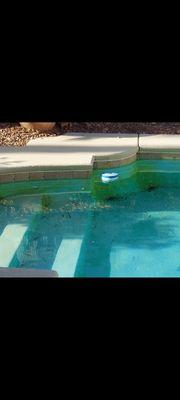 Desert Blue Pool Service 45 days no pool service, will not respond to vm's.