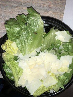 Just had some take out brought to my office and saw this insect in my salad. Gross.