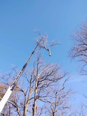 Darrin's Tree Service