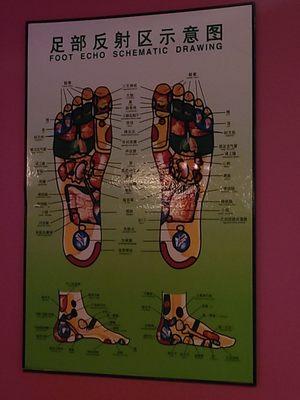 Layout of foot