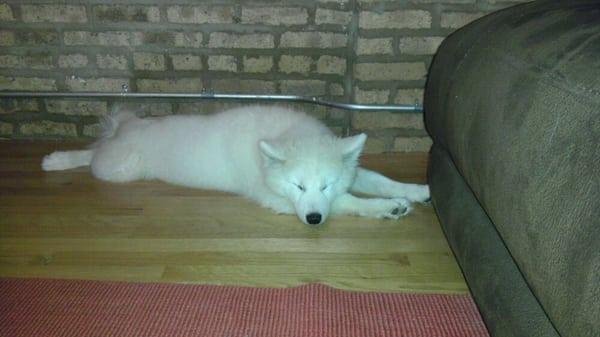 Fiona wiped out after puppy class!