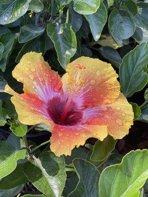 Fiesta hibiscus