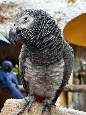 Parrot Mountain & Gardens