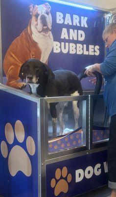 Barks 'n' Bubbles