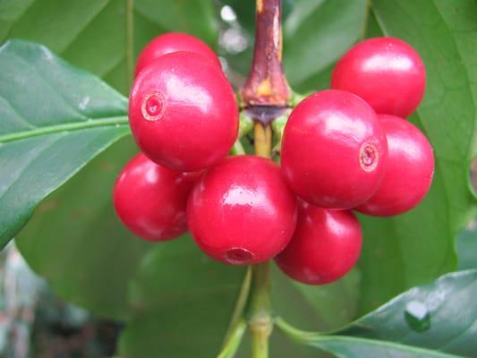 coffee cherry cluster