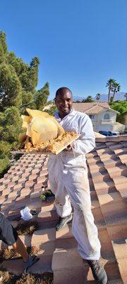 Live bee removal and relocate from a roof in las vegas NV