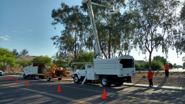 We trim trees of all sizes.