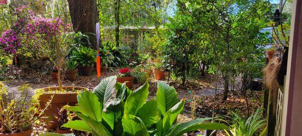 Garden area behind main house