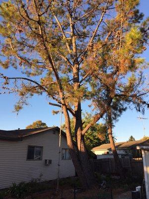 Before and after tree removal