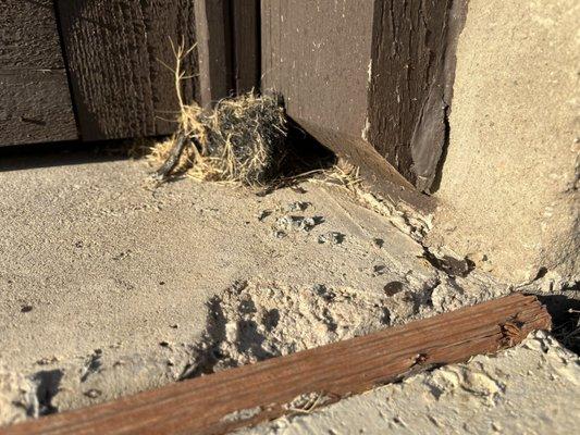 Need Squirrel Removal? Nest Damage Found in Dallas Home!