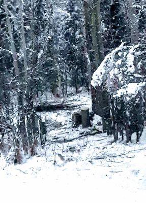 11/19/19 Chugach Electric left big stumps and surrounding Birch trees are now dying- June, 2020.