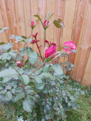 Meet Maedear. My mother was creole this rose is a prefect match.