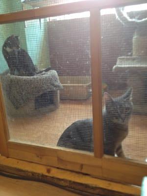 Nice caged-off area at the front of the store, with two kitties lookin for homes!