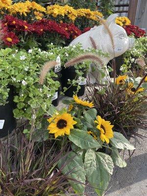 Fall flowers with a cute pig garden decor hanging out - side view