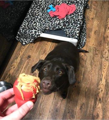 Abby about to enjoy a peanut butter Kong before bed