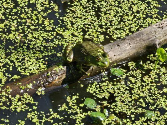 Pickle the frog