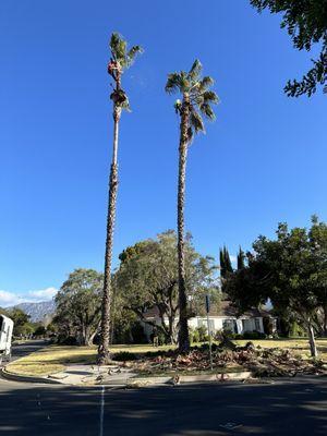 Mexican Fan palm tree's trimming