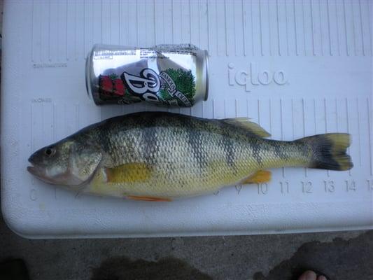 now this a real yellow perch