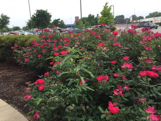 Beautiful roses right outside of the building