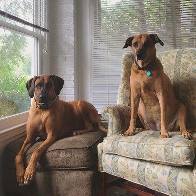 Koby and Trout; clients of Buckhaven Vet