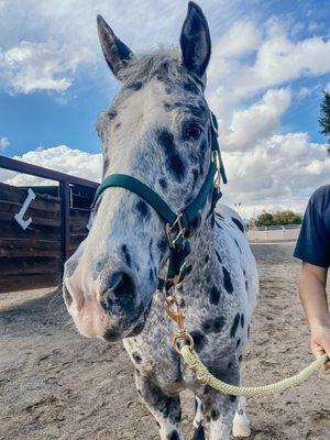 Lyric, a Leaps horse