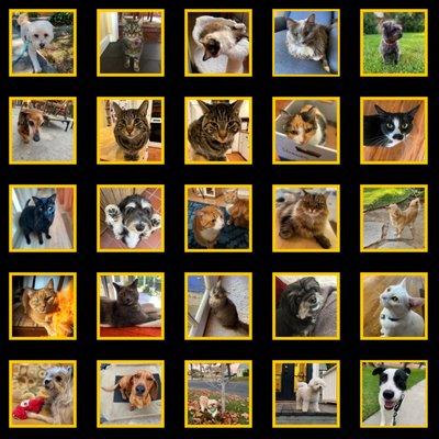 A grid of photos of cats and dogs.