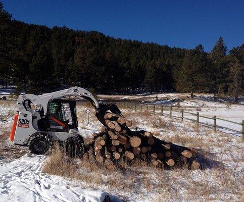 Bradeen tree services Rapid City