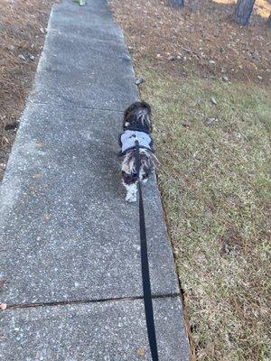 Cozmo and I walking